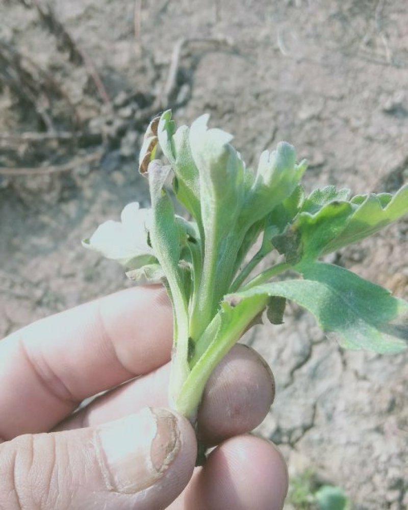 鲁西菊花基地