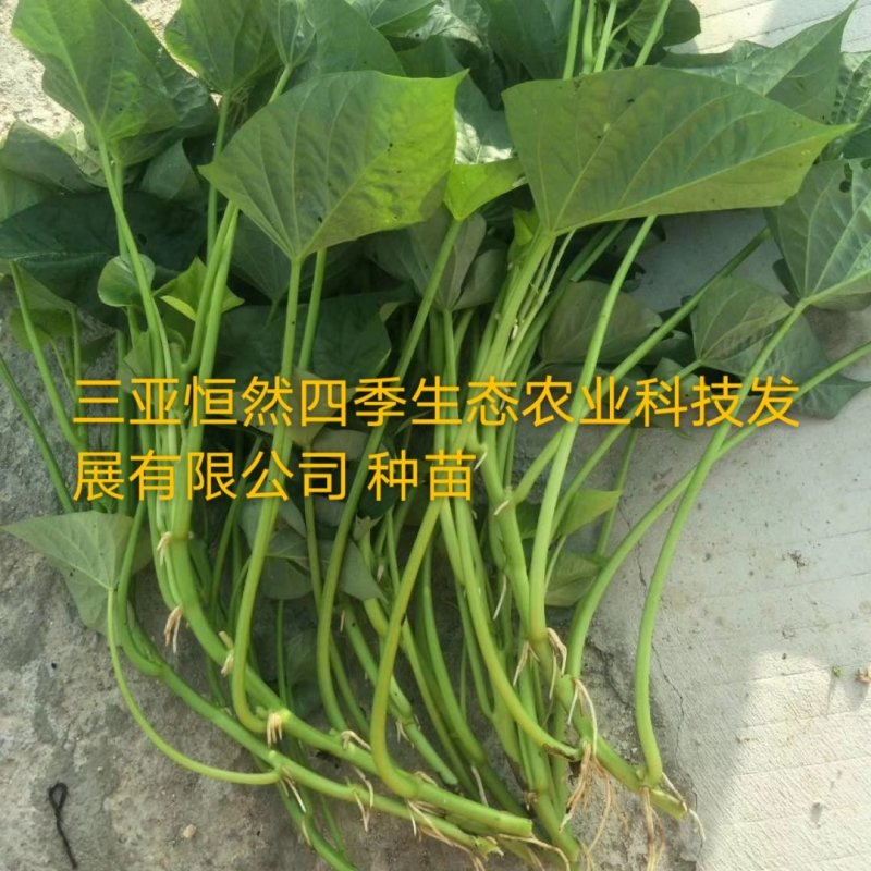 红薯叶苕尖地瓜叶红薯尖（有机富硒菜和种苗）常年供应
