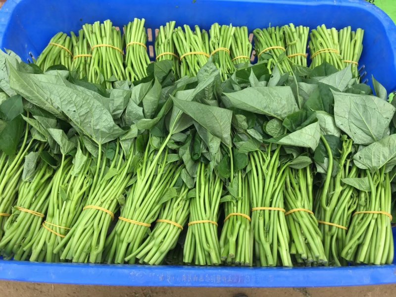 苕尖红薯叶地瓜叶红薯尖（有机富硒菜和种苗）常年供应