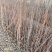 花椒苗1~2年大红袍花椒苗规格齐全