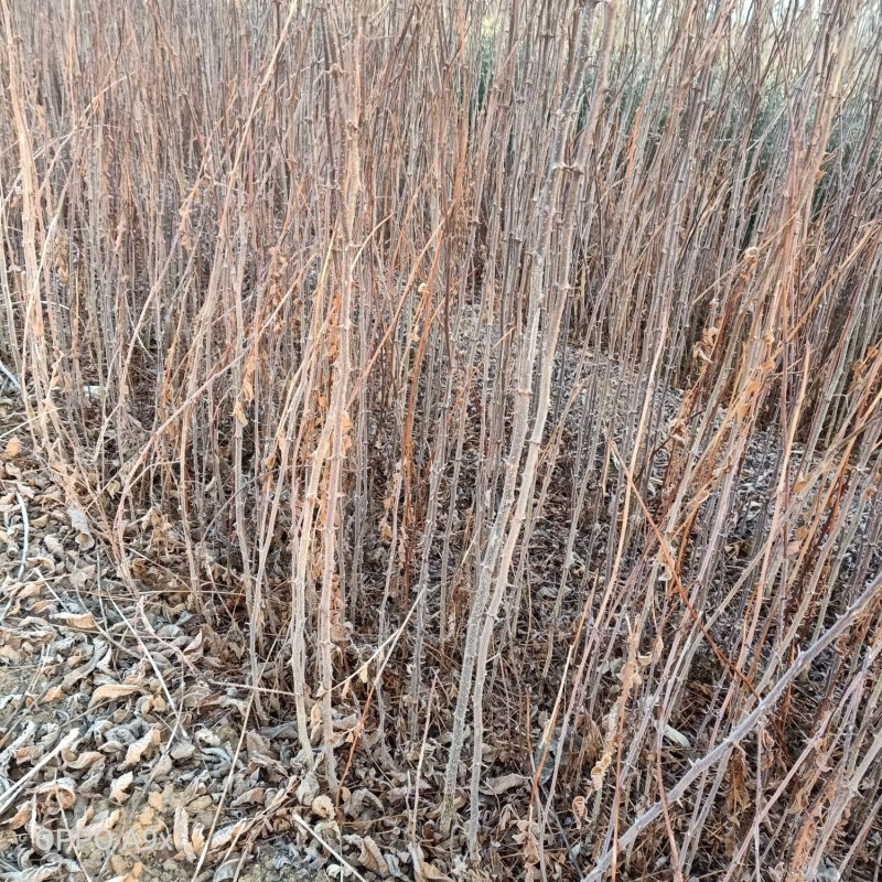 花椒苗1~2年大红袍花椒苗规格齐全