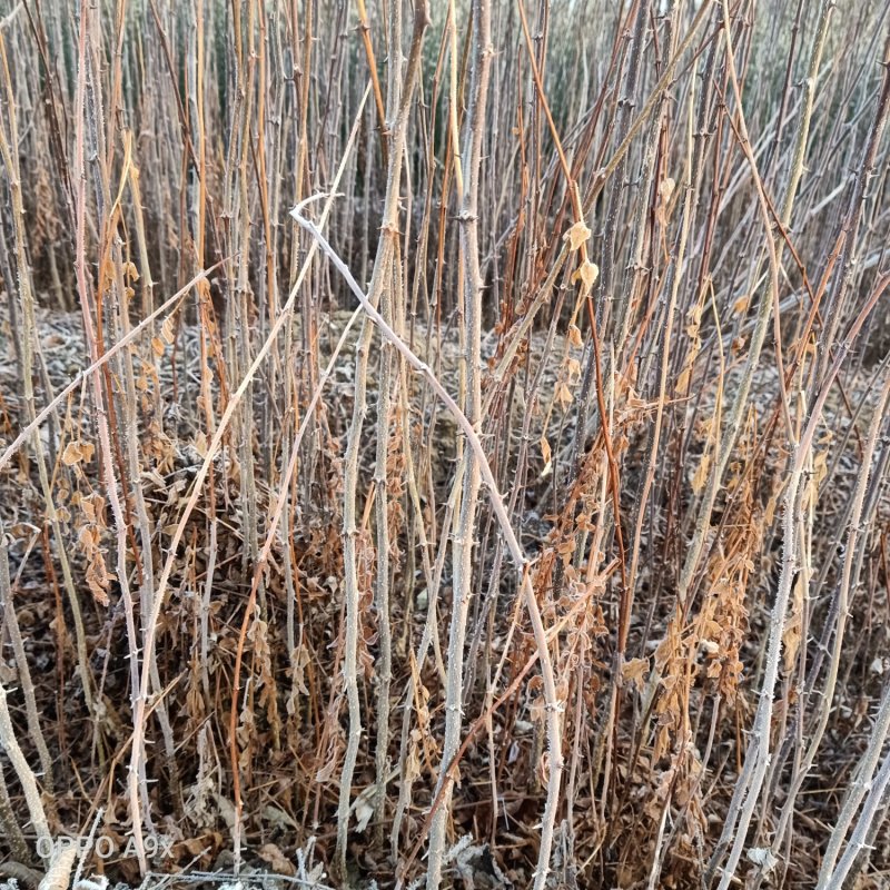 花椒苗1~2年大红袍花椒苗规格齐全