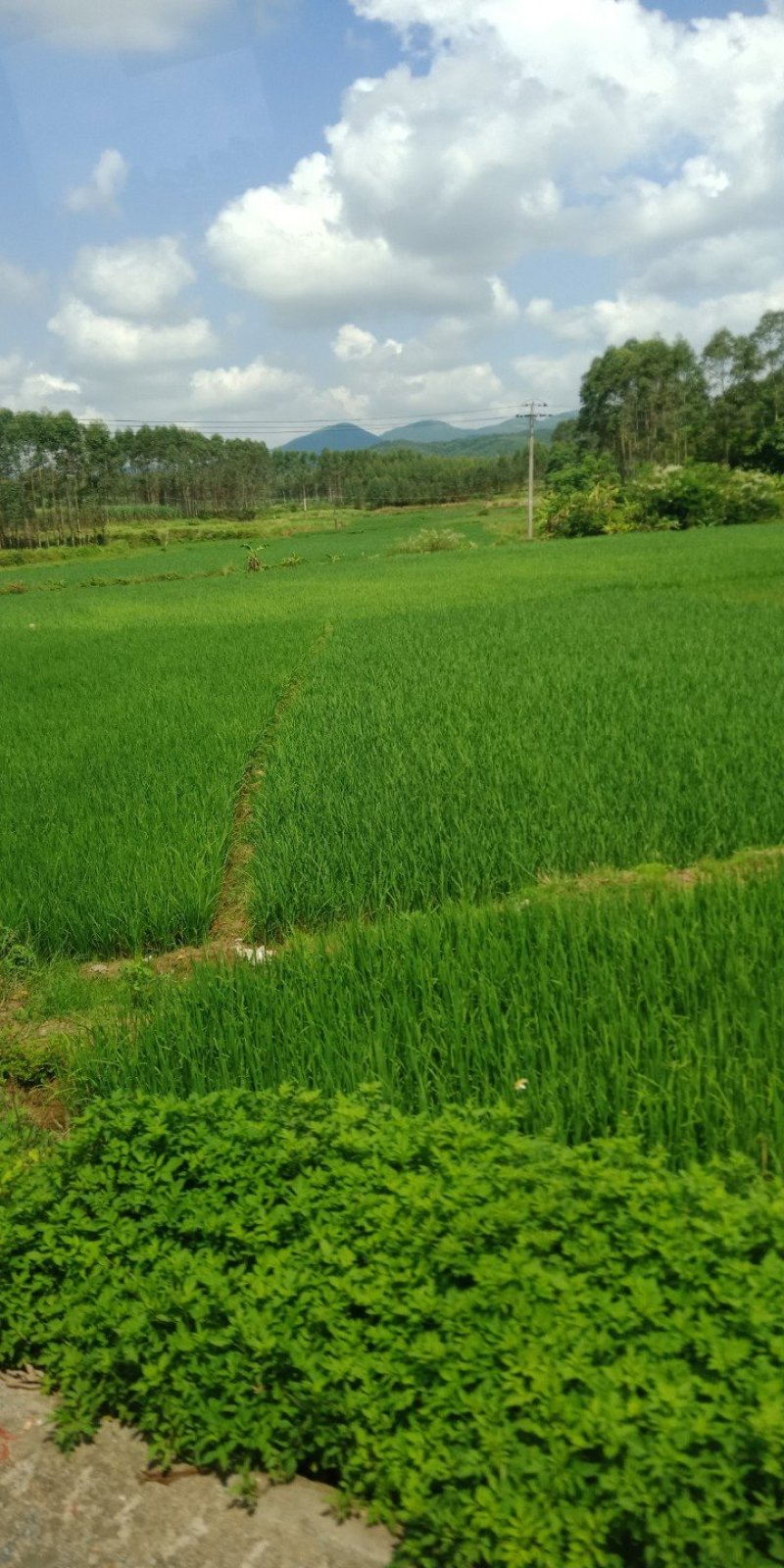 来自农村自家耕种的大米