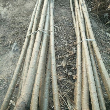 河北107杨树苗.主产区.大根系树型直主供各大工程苗