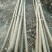 河北107杨树苗.主产区.大根系树型直主供各大工程苗