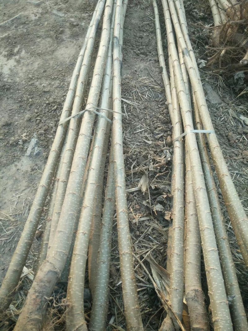 河北107杨树苗.主产区.大根系树型直主供各大工程苗