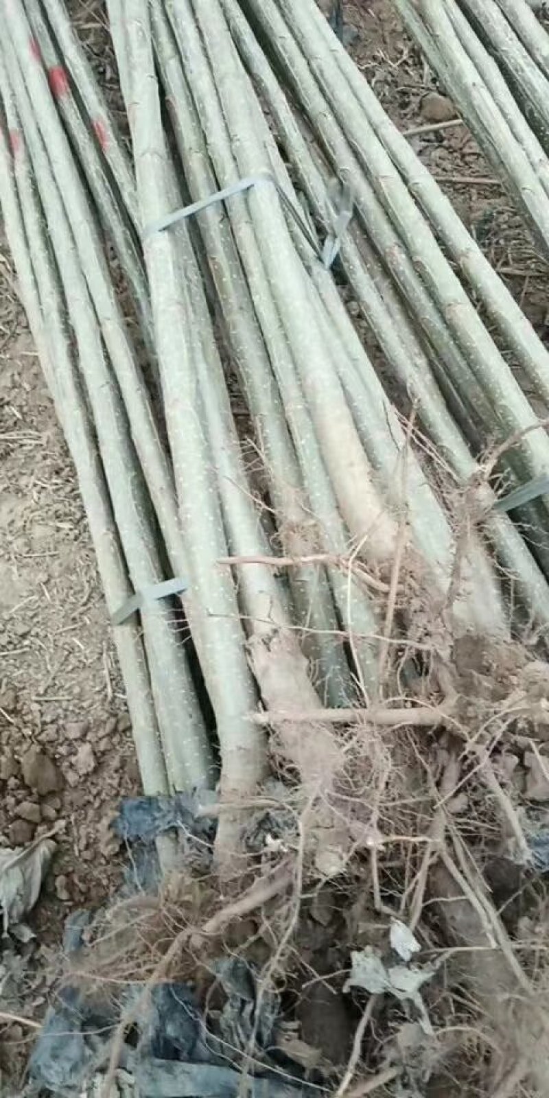 河北107杨树苗.主产区.大根系树型直主供各大工程苗