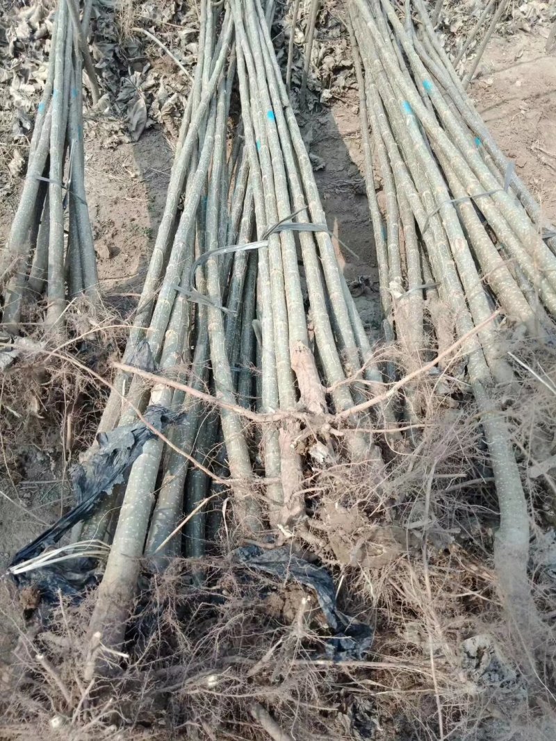 河北107杨树苗.主产区.大根系树型直主供各大工程苗