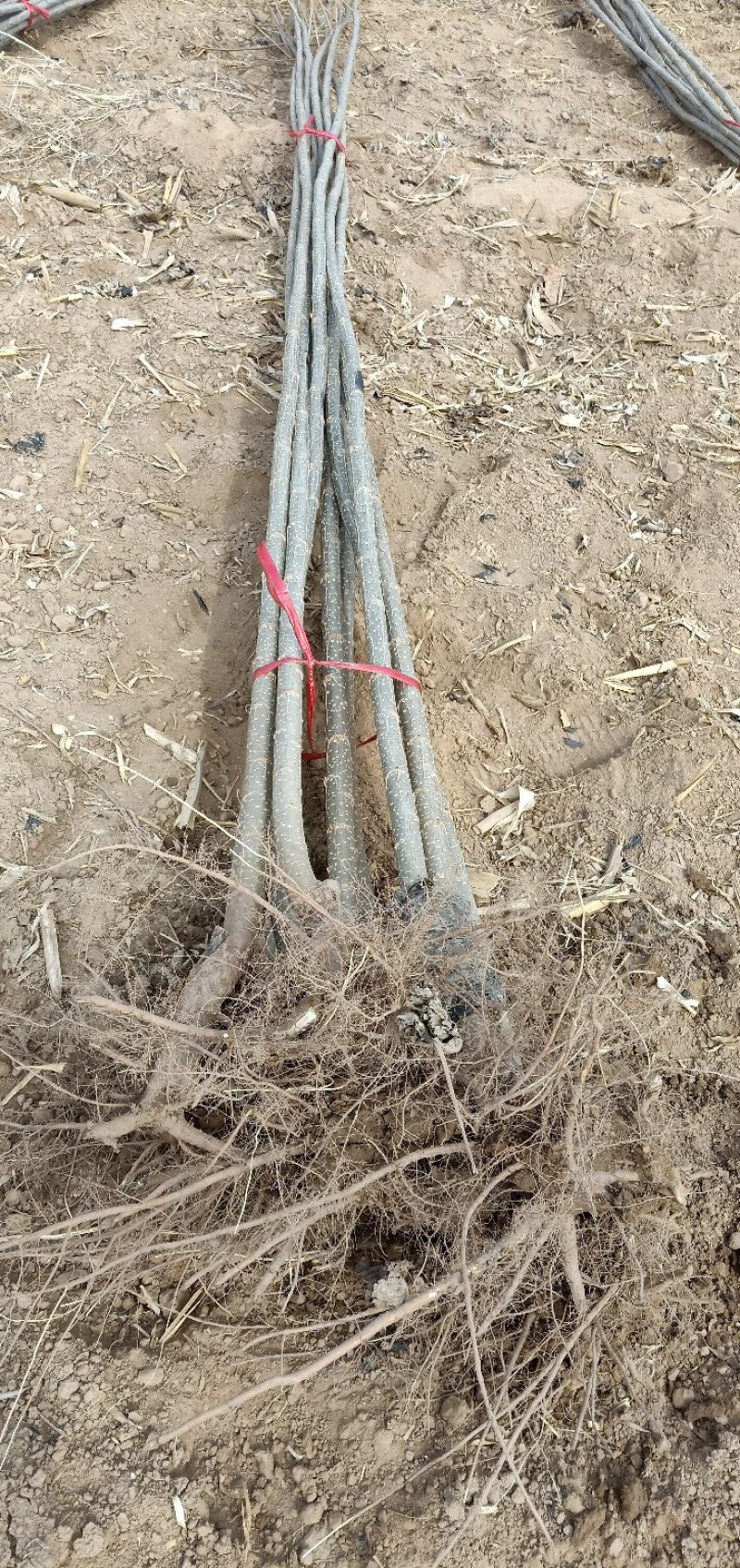 河北107杨树苗.主产区.大根系树型直主供各大工程苗