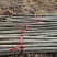 河北107杨树苗.主产区.大根系树型直主供各大工程苗