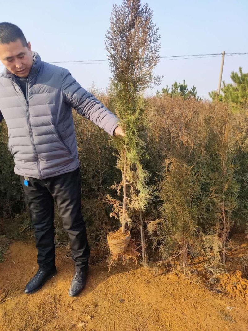 侧柏