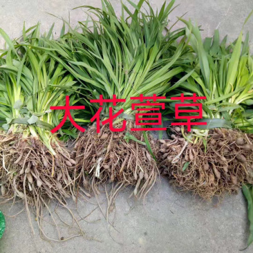 【推荐】大花萱草，基地直发，质量保证，全国发货，欢迎联系