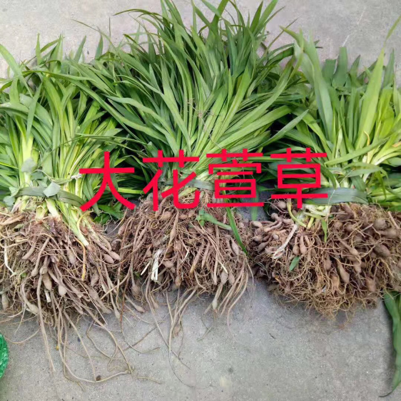 【推荐】大花萱草，基地直发，质量保证，全国发货，欢迎联系