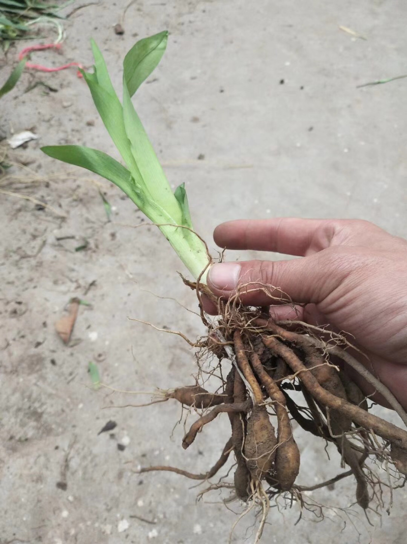 【推荐】大花萱草，基地直发，质量保证，全国发货，欢迎联系