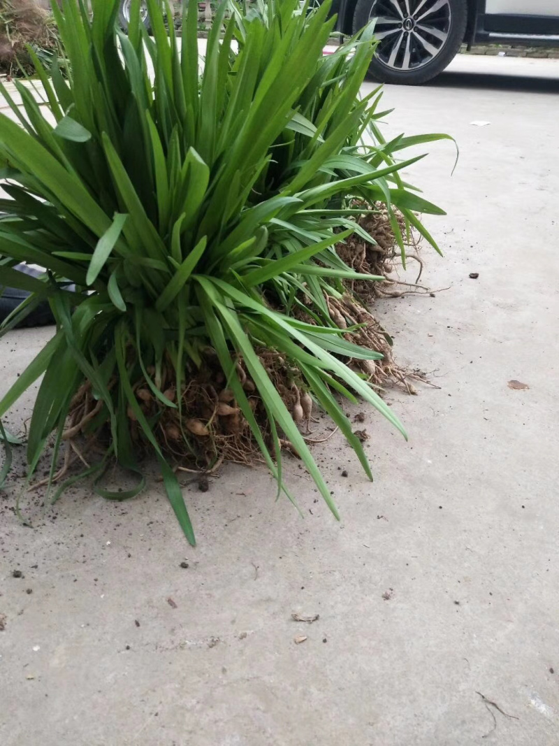 【推荐】大花萱草，基地直发，质量保证，全国发货，欢迎联系