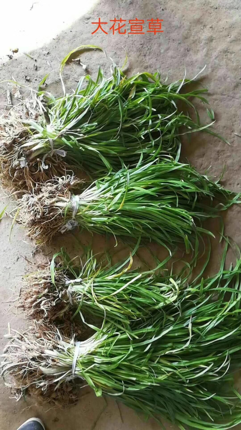 【推荐】大花萱草，基地直发，质量保证，全国发货，欢迎联系