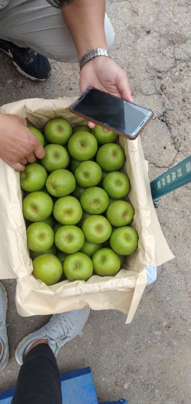 大量翠冠梨黄花梨翠玉梨，光果套袋都有