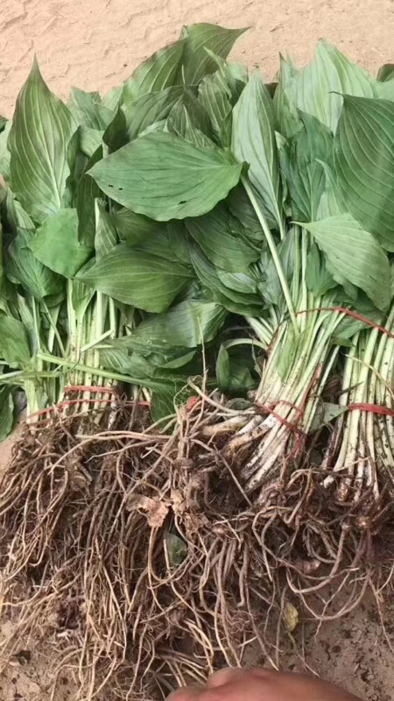 【推荐】玉簪，基地直发，质量保证，欢迎进店联系