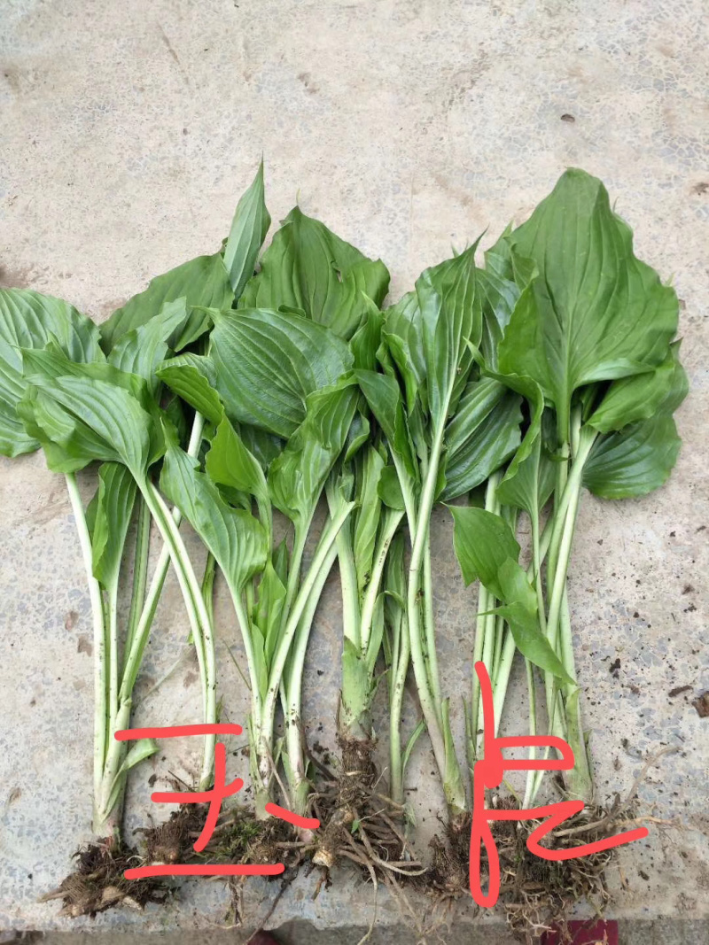 【推荐】玉簪，基地直发，质量保证，欢迎进店联系