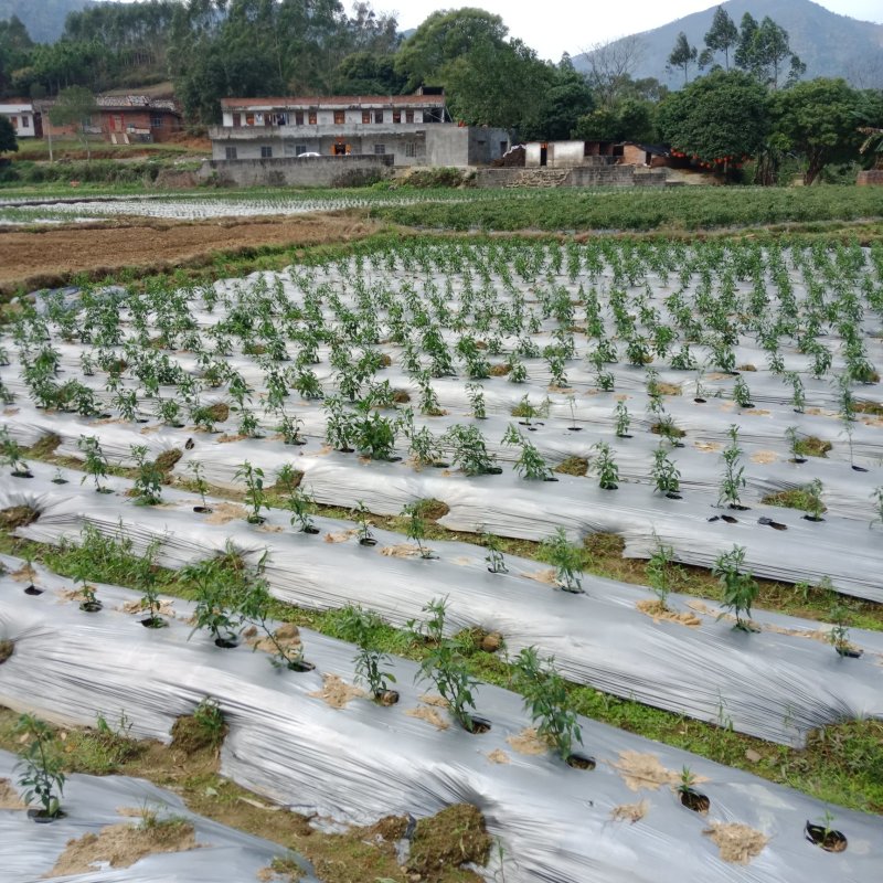 自家种的鲜辣小米椒选用农家肥种的辣椒欢迎订购