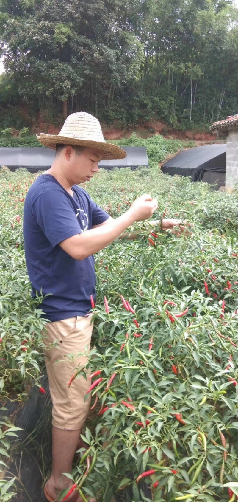 自家种的鲜辣小米椒选用农家肥种的辣椒欢迎订购