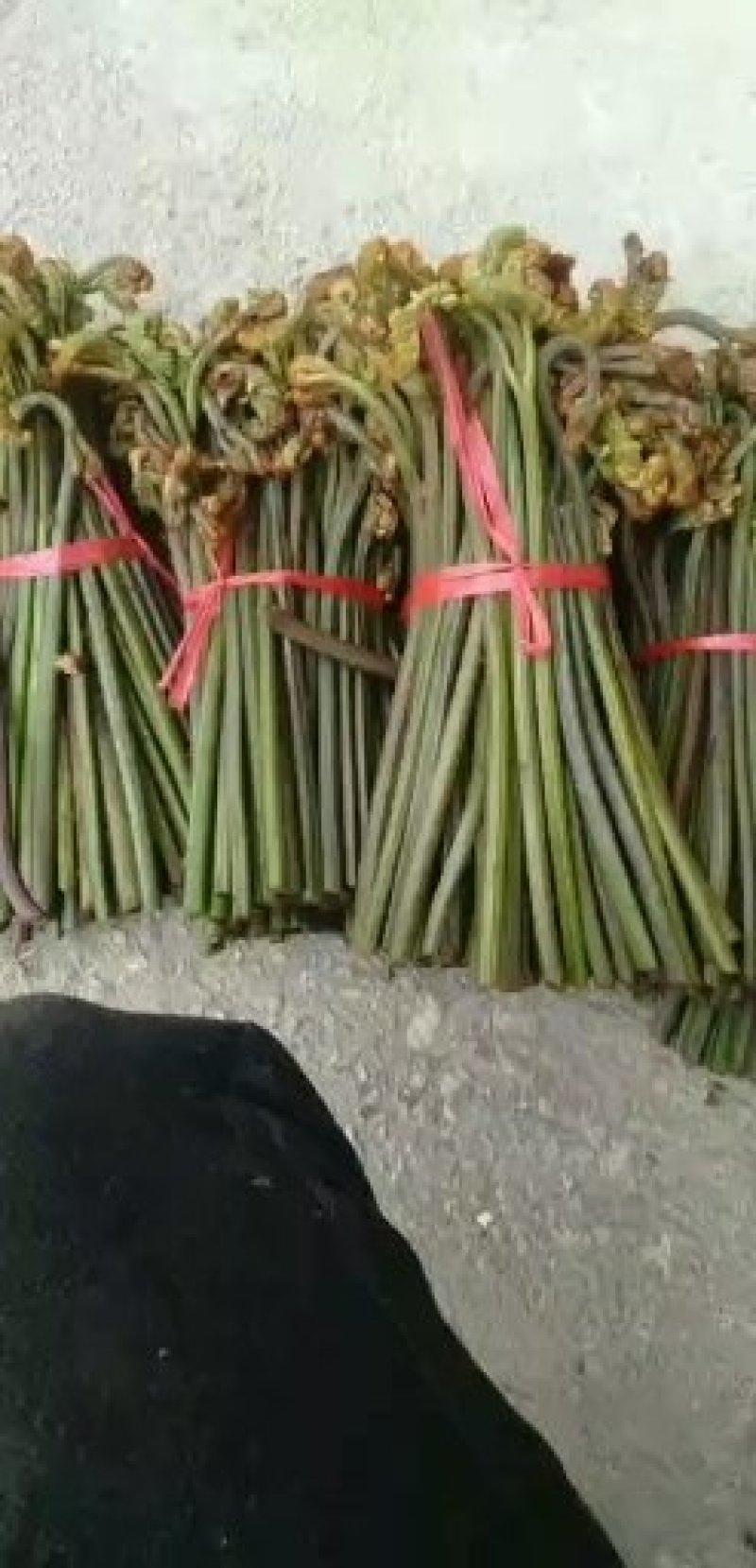 贵州蕨菜