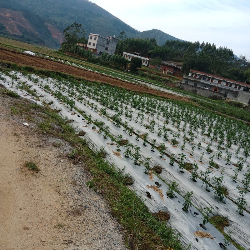 自家种的鲜辣小米椒选用农家肥种的辣椒欢迎订购