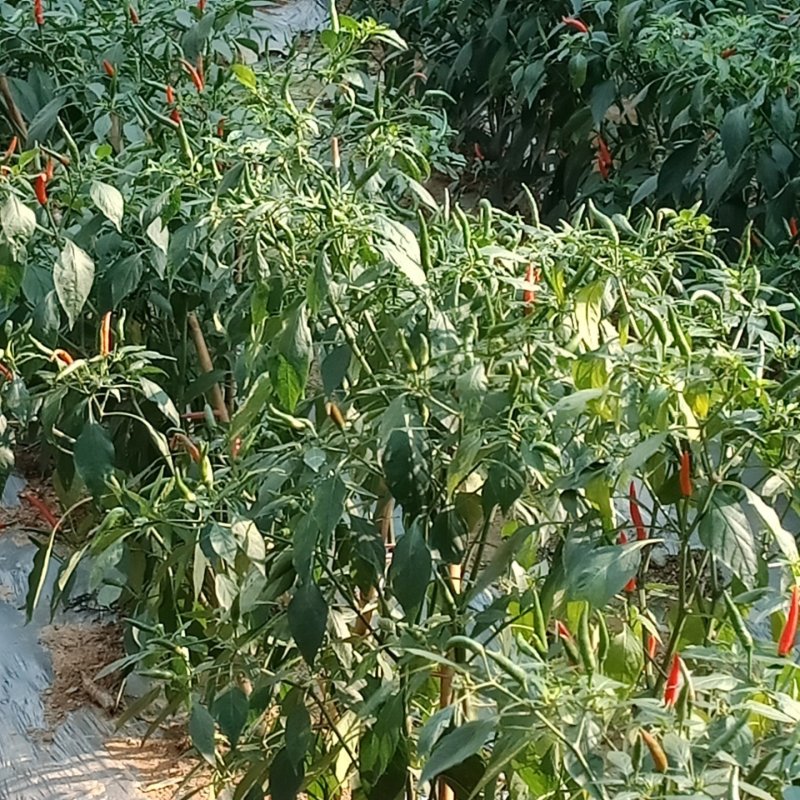 自家种的鲜辣小米椒选用农家肥种的辣椒欢迎订购