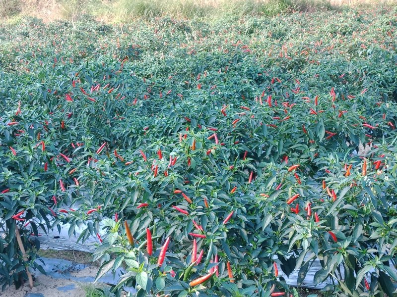 自家种的鲜辣小米椒选用农家肥种的辣椒欢迎订购