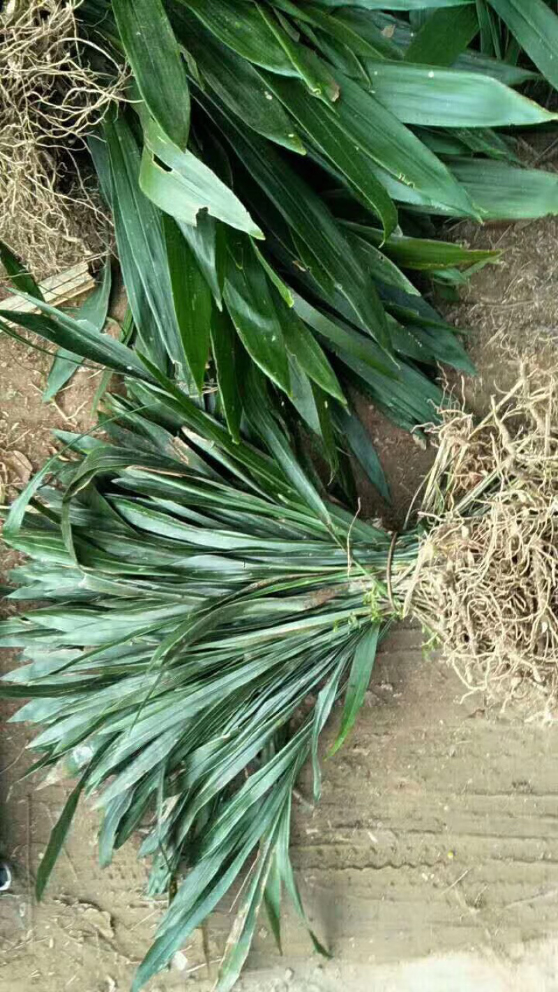 【推荐】一叶兰，产地直发，质量保证，欢迎进店联系