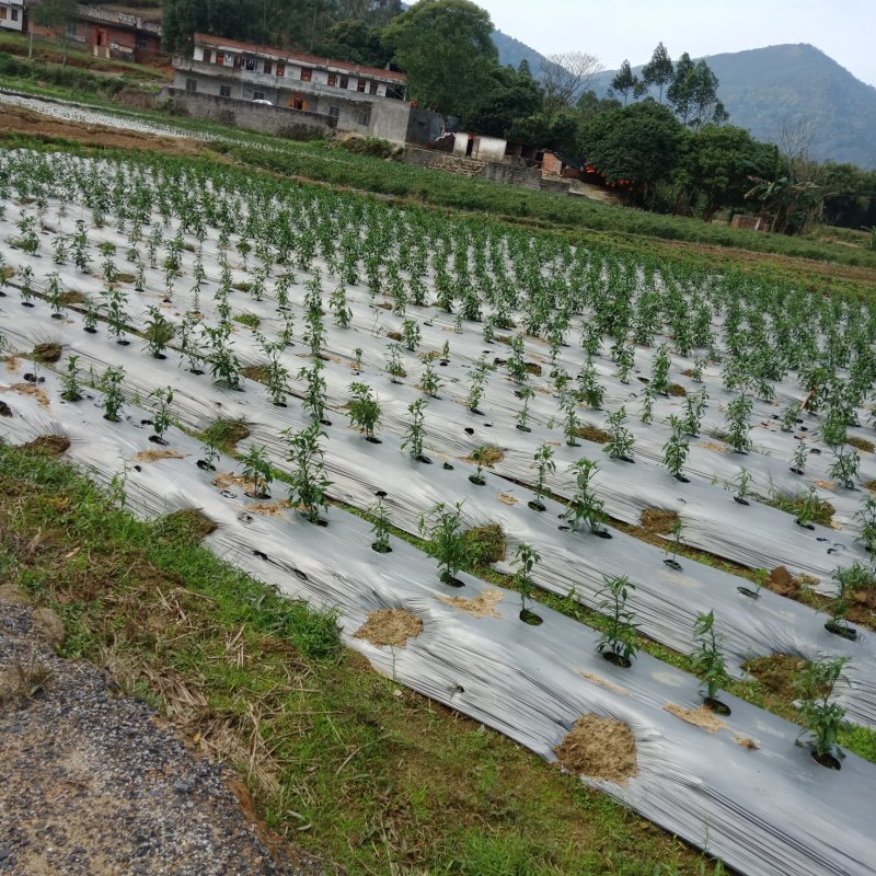 自家种的鲜辣小米椒选用农家肥种的辣椒欢迎订购