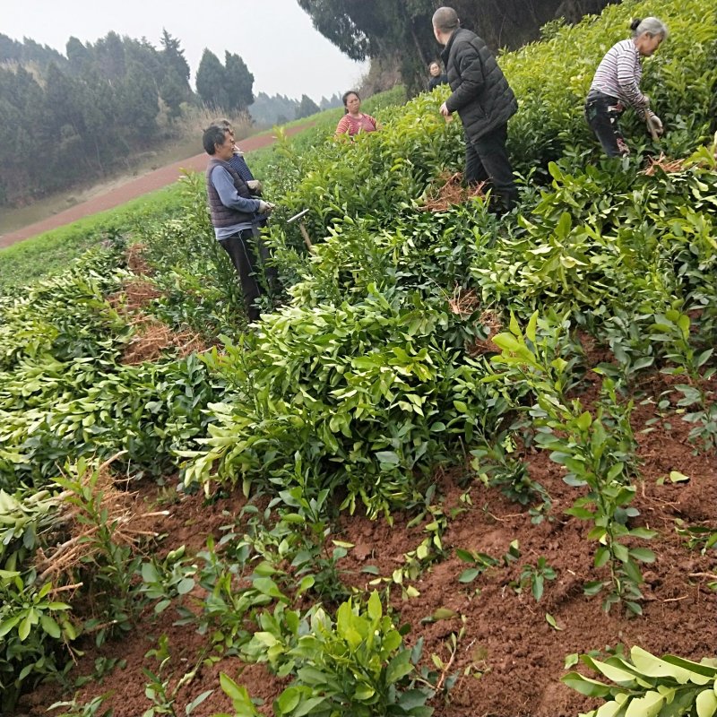 三红蜜柚苗一年苗果肉嫩汁多