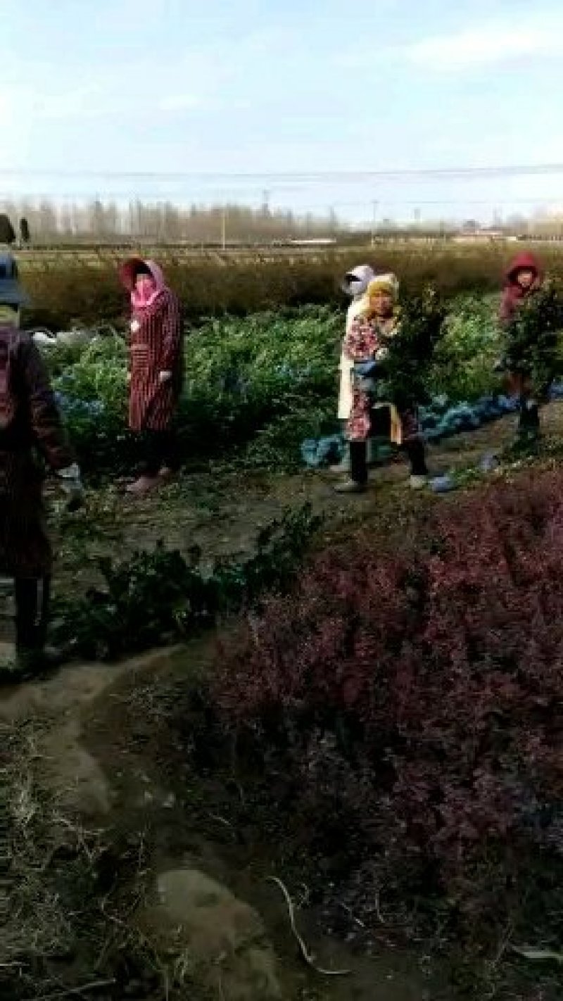 卫矛小苗价格河北卫毛基地，保定绿曦苗圃，