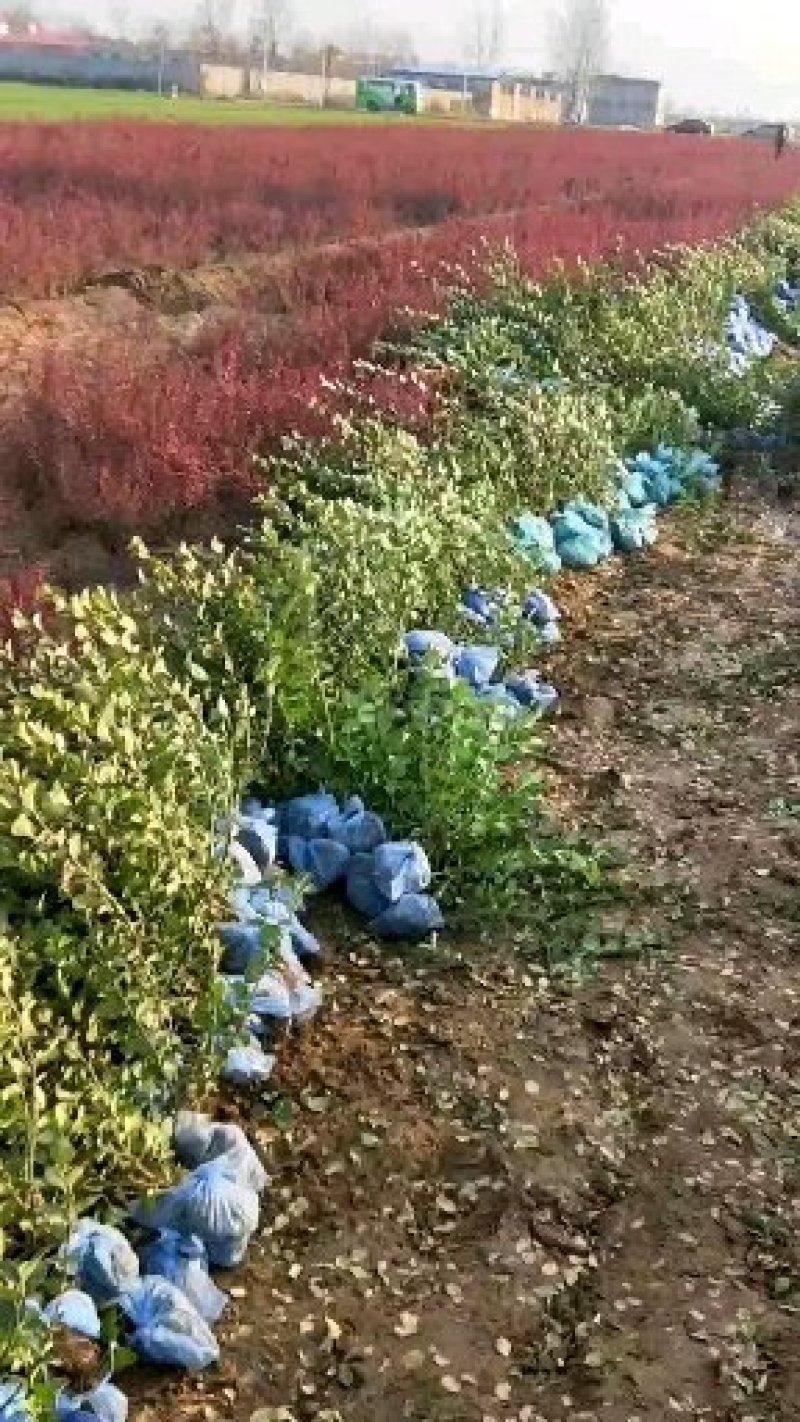 卫矛小苗价格河北卫毛基地，保定绿曦苗圃，