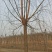 2-3公分垂柳树苗绿曦苗圃垂柳小苗基地，
