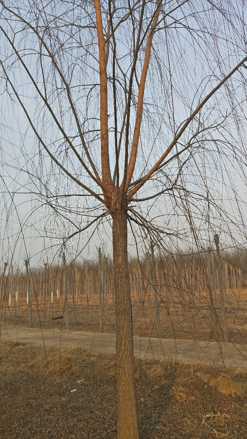 2-3公分垂柳树苗绿曦苗圃垂柳小苗基地，