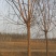 2-3公分垂柳树苗绿曦苗圃垂柳小苗基地，
