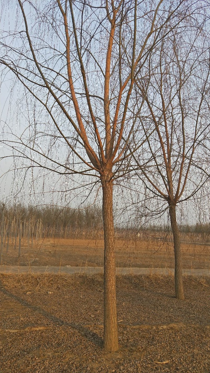 2-3公分垂柳树苗绿曦苗圃垂柳小苗基地，