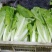 毛白菜快菜山东曹县