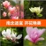 紫玉兰树苗娇红一号玉兰苗嫁接玉兰花苗红玉兰白玉兰地栽绿化