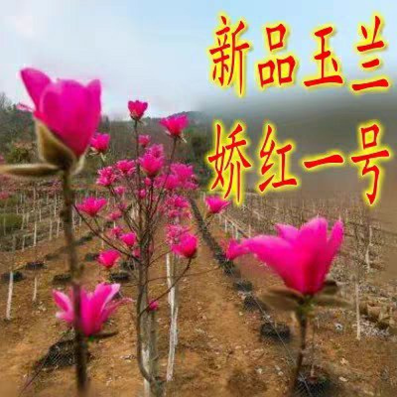 紫玉兰树苗娇红一号玉兰苗嫁接玉兰花苗红玉兰白玉兰地栽绿化