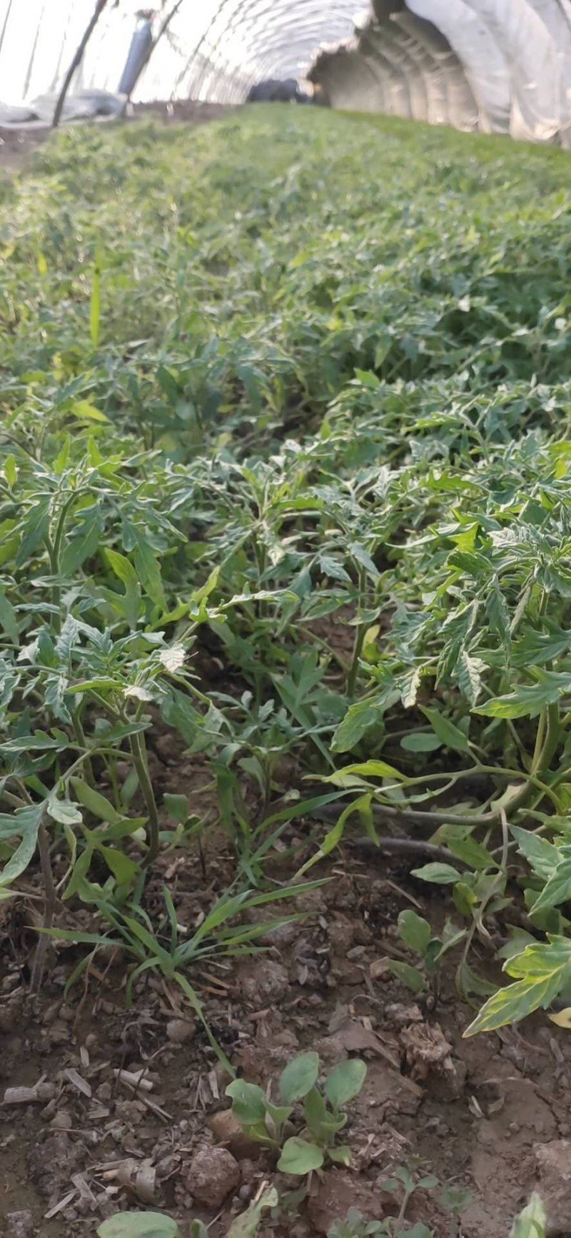 番茄苗，粉果，叶希，果大，大量现货供应，包邮