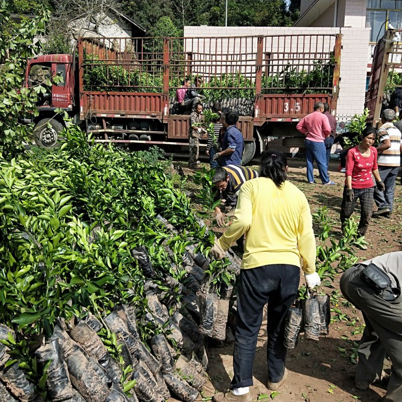 不知火柑橘苗30cm以下