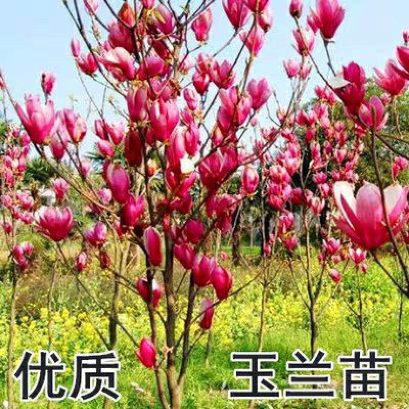 紫玉兰树苗娇红一号玉兰苗嫁接玉兰花苗红玉兰白玉兰地栽绿化