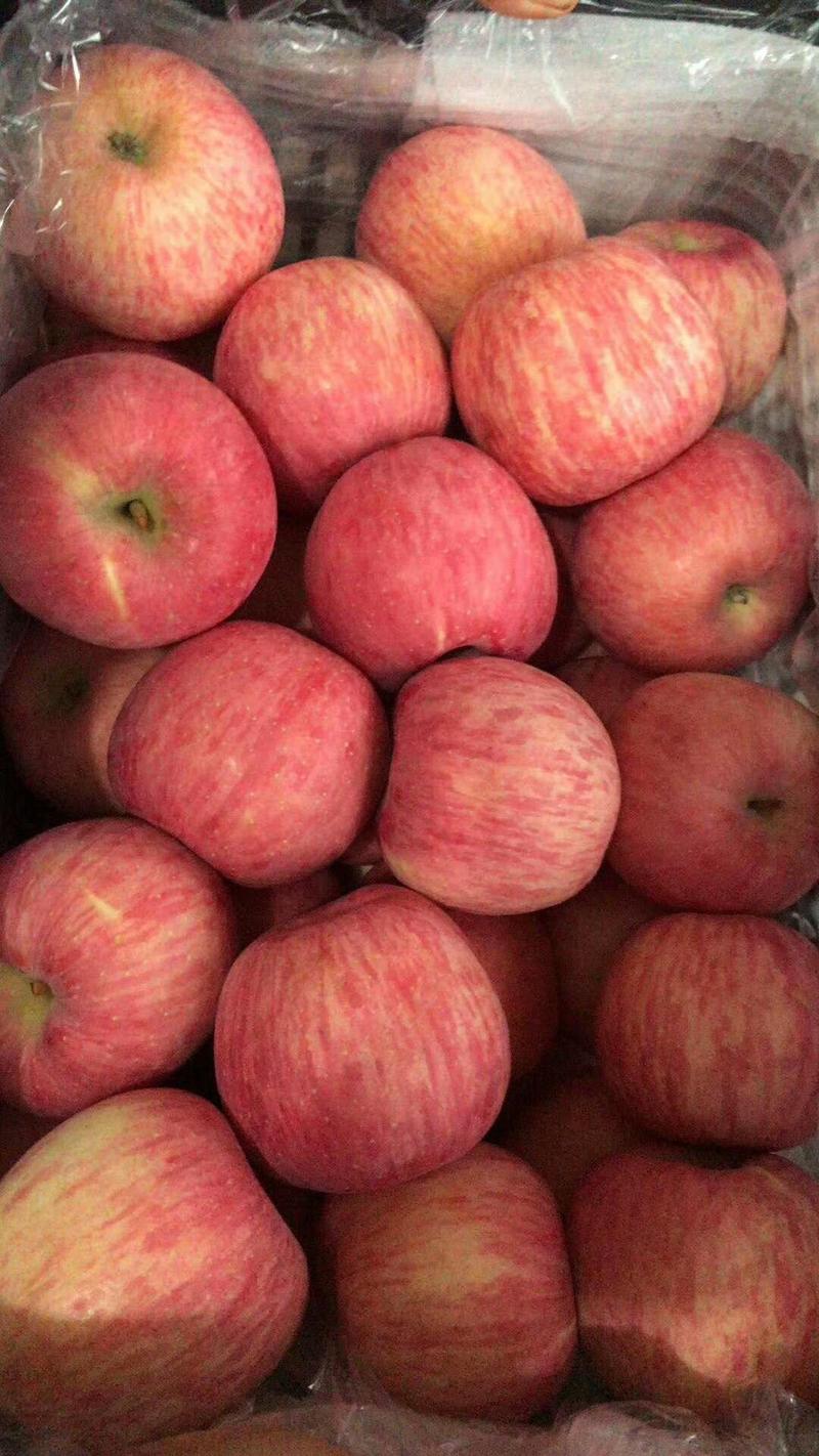 山东水晶红富士苹果，可发快递，纸箱包装，保质保量货源充足