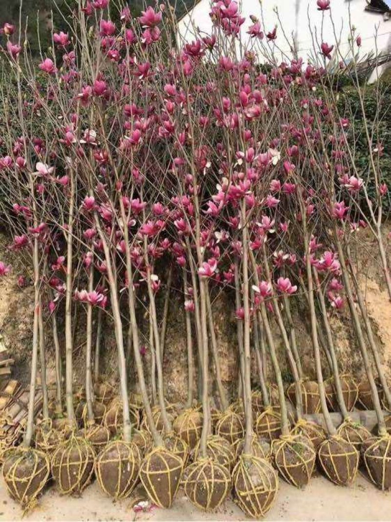 紫玉兰树苗娇红一号玉兰苗嫁接玉兰花苗红玉兰白玉兰地栽绿化
