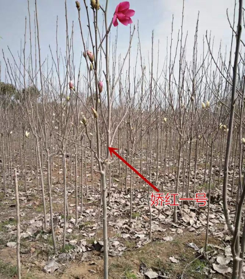 紫玉兰树苗娇红一号玉兰苗嫁接玉兰花苗红玉兰白玉兰地栽绿化