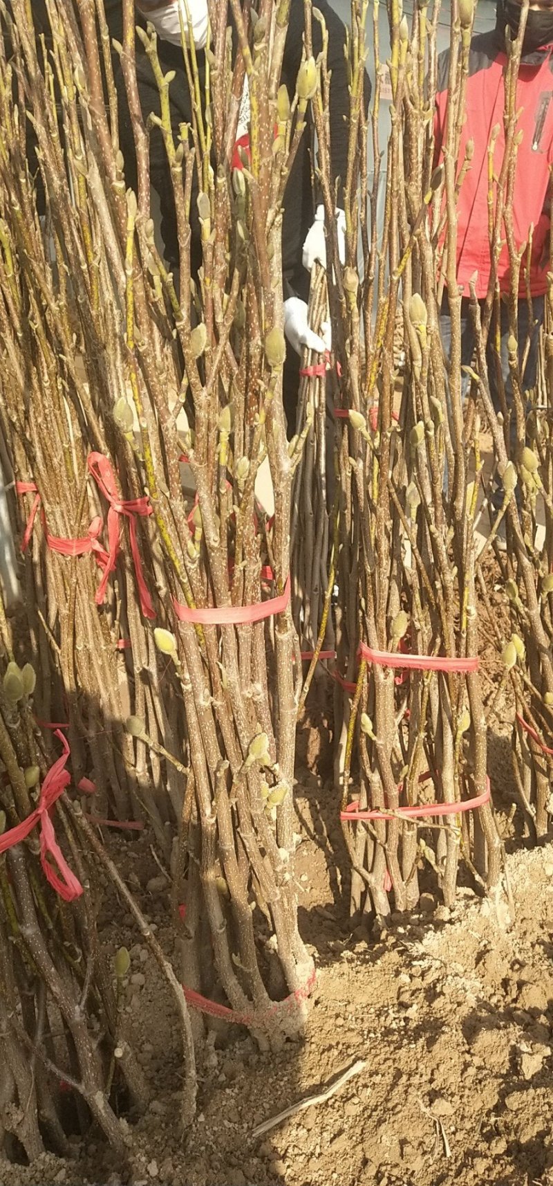 紫玉兰树苗娇红一号玉兰苗嫁接玉兰花苗红玉兰白玉兰地栽绿化