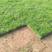 四季青草坪种子，狗牙根种子，百慕大，绿化护坡保证出芽率