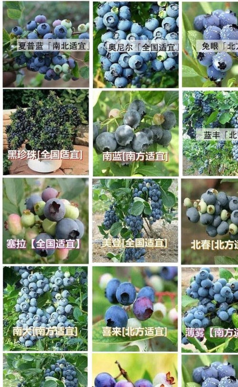 蓝莓苗（庭院居室，南方北方，均可种植，适合偏酸性土壤）
